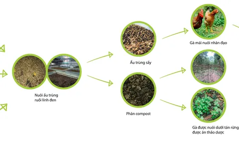 Mondelez Kinh Đô và Quỹ Mondelez International’s Sustainable Futures hỗ trợ mô hình kinh tế tuần hoàn thông qua dự án “Xử lý rác hữu cơ thành gà và trứng gà”