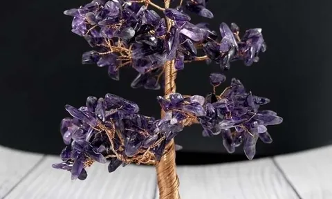 Cây tài lộc gia tăng may mắn, vượng khí cho gia đình