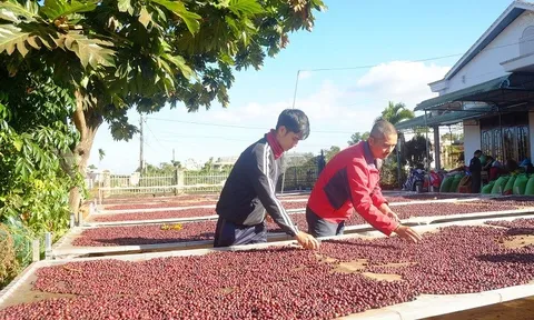 Bất ngờ, cổ phiếu doanh nghiệp liên quan đại gia Ninh Bình tăng gần 1000% sau 18 phiên