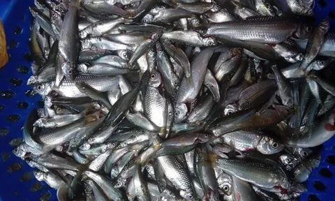 Loại cá bé như đầu đũa, giá bán lên đến 700.000 đồng/kg vẫn “cháy” hàng