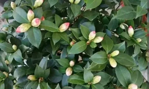 Trời trở lạnh cho 3 loại hoa thêm chút "nước chua", lá xanh tươi, chồi non phát triển mạnh mẽ