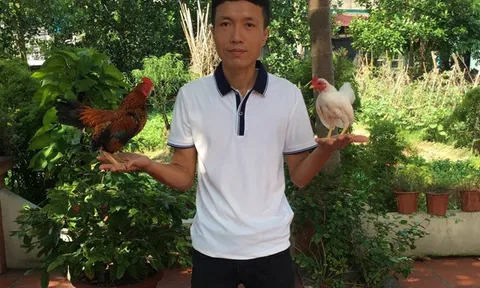 Dân chơi mua loại gà nhỏ tí, giá lên đến cả trăm triệu đồng/con