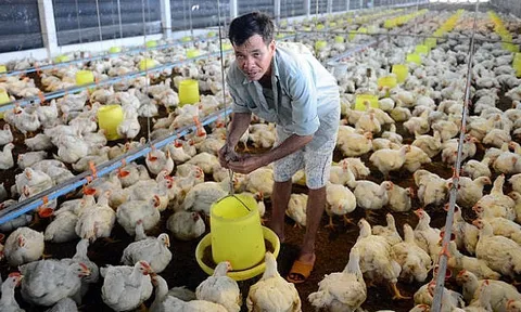 TP.HCM chỉ đạo khẩn ngăn nguy cơ lây lan cúm H5N1