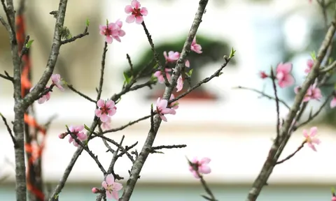 Đào rừng đổ bộ Thủ đô, cành hoa Tết 25 triệu xuất hiện chi tiết lạ chưa từng có