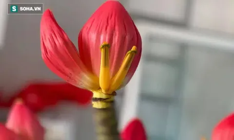 Độc lạ: Hoa chuối rừng xuống phố đón Tết, 60.000 đồng/bông không đủ hàng để bán