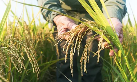 Giá lúa gạo hôm nay 12/3: Trượt dốc giảm mạnh cả trong nước lẫn xuất khẩu