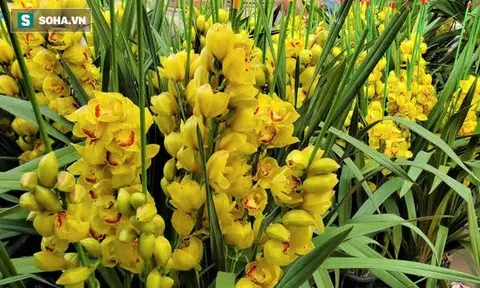 Hoa quý phục vụ nhà giàu đổ đống, rẻ như rau, hoa dại thôn quê đắt hàng, không đủ bán