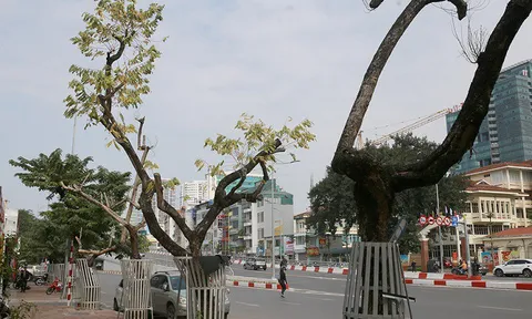 Hà Nội: Nhiều cây sưa đỏ trên đường Nguyễn Văn Huyên bị chết khô