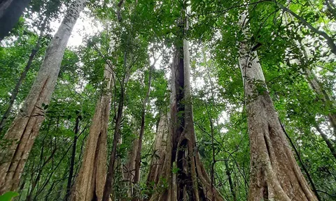 Nghiên cứu cơ chế tỉnh nào thải nhiều CO2 phải mua chỉ số môi trường rừng