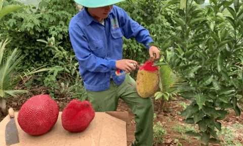 Sự thật phía sau những giống trái cây 'độc nhất vô nhị': Mít da đỏ, dừa sữa