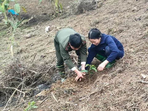 Tuyên Quang: Na Hang hoàn thành hơn 80% kế hoạch trồng rừng năm 2023