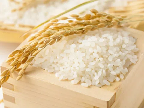 Giá gạo hôm nay 25/5: Giao dịch chậm, giá gạo ổn định