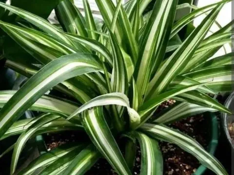 4 loại cây có thể hấp thụ "chất độc hại", trồng một chậu ở nhà không khí thật trong lành
