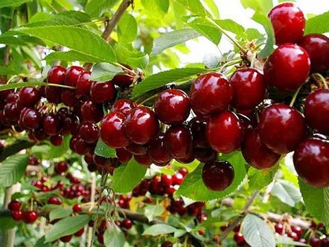 Những loại trái cây giúp loại bỏ axit uric dư thừa ra khỏi máu