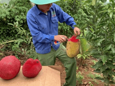 Sự thật phía sau những giống trái cây 'độc nhất vô nhị': Mít da đỏ, dừa sữa