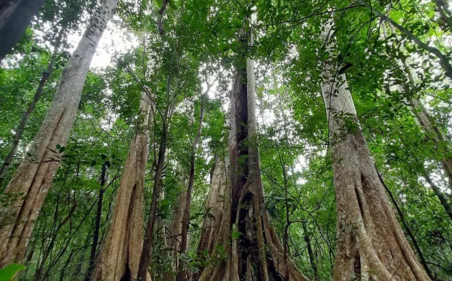 Nghiên cứu cơ chế tỉnh nào thải nhiều CO2 phải mua chỉ số môi trường rừng